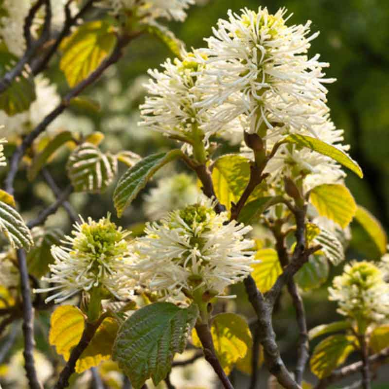 Fothergilla Major, Mountain Witch Alder, Large Fothergilla, Tall Fothergilla, dwarf Fothergilla, Fothergilla gardenii