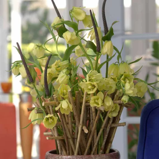Fritillaria pallidiflora, Siberian Fritillary, Spring Flowers