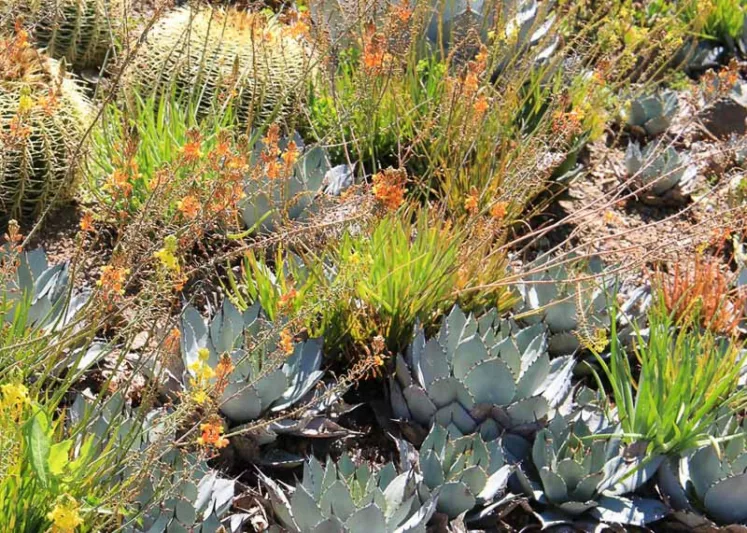 Bulbine frutescens, Stalked Bulbine, Rankkopieva, Bulbine frutescens yellow, Bulbine caulescens, Orange Bulbine, Yellow Flowers, Drought Tolerant Flowers, Water-Wise Flowers