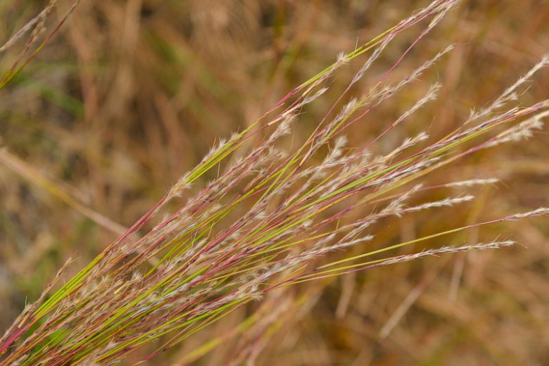 Schizachyrium scoparium, Little Bluestem, Popotillo Azul, Blue Stem, Broom Beard Grass, Broom Grass, Bunchgrass, Prairie Grass, Wire Grass, Ornamental Grass, Native Grass