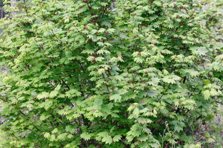 Acer circinatum, Oregon Vine Maple, Vine Maple, Tree with fall color, Fall color, Red Leaves, Red Autumn Leaves, Attractive bark Tree