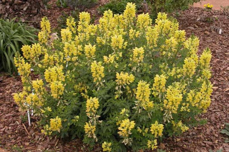 Lupinus arboreus, Yellow Bush Lupine, Bush Lupine, Tree Lupine, Yellow Flowers, Yellow Perennial