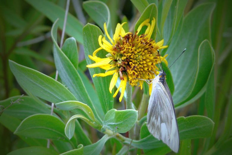 Borrichia frutescens, Bushy Seaside Tansy, Ox-Eye Daisy, Sea Daisy, Sea Ox-Eye, Mediterranean shrubs, Evergreen Shrubs, Yellow flowers, drought tolerant flowers