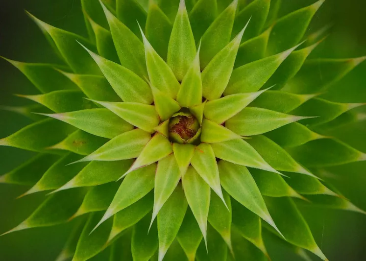 Cirsium discolor