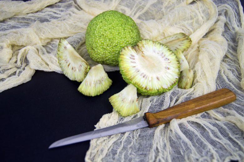 Maclura pomifera, Osage Orange, Bois d' Arc, Bodark, Horse Apple, Hedge Apple, Bowwood, Yellowwood, Naranjo Chino