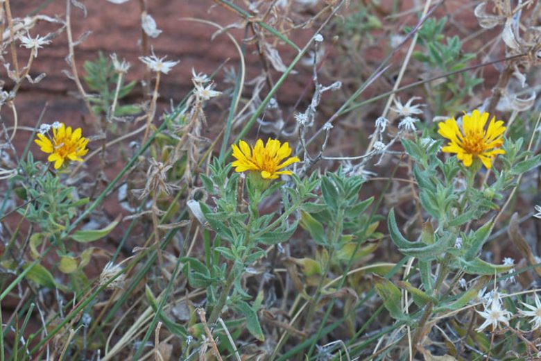 Heterotheca villosa, Hairy False Goldenaster, Hairy Golden Aster, Chrysopsis villosa, Yellow Flowers