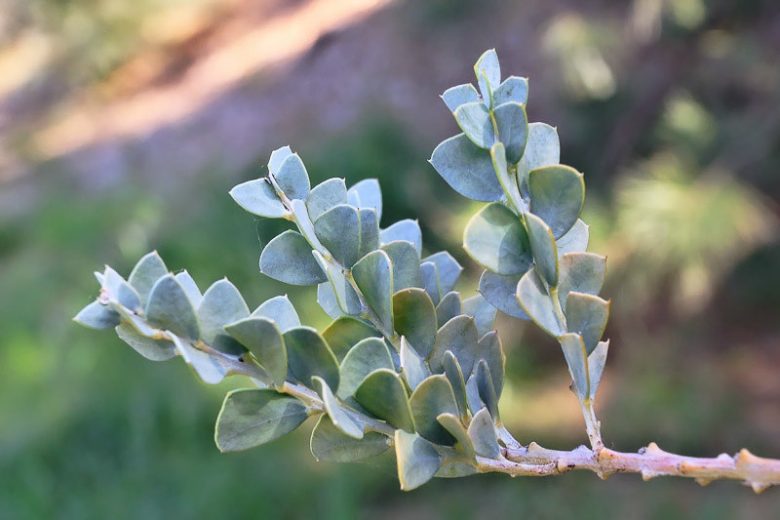 Acacia cultriformis, Knife Acacia, Knife-Leaf Wattle, Dogtooth Wattle, Evergreen Tree, Evergreen Shrub, Yellow Flowers, Fragrant Shrub, Fragrant Tree