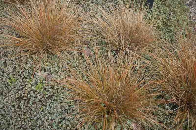 Carex buchananii, Leatherleaf Sedge, Carex 'Buchanni', Ornamental grasses, Ornamental grass, Decorative grasses, grasses, perennial grasses