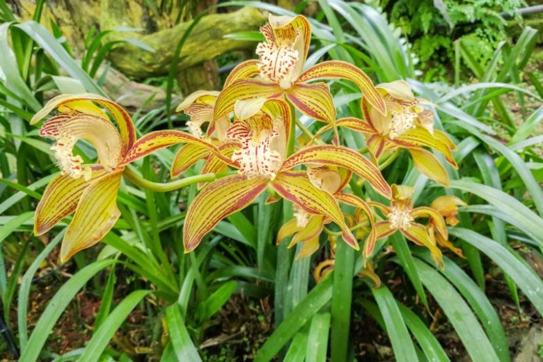Cymbidium tracyanum, Tracy's Cymbidium, Cymbidium zaleskianum, Cyperorchis tracyana, Yellow Orchids, Fragrant Orchids, Easy Orchids, Easy to Grow Orchids