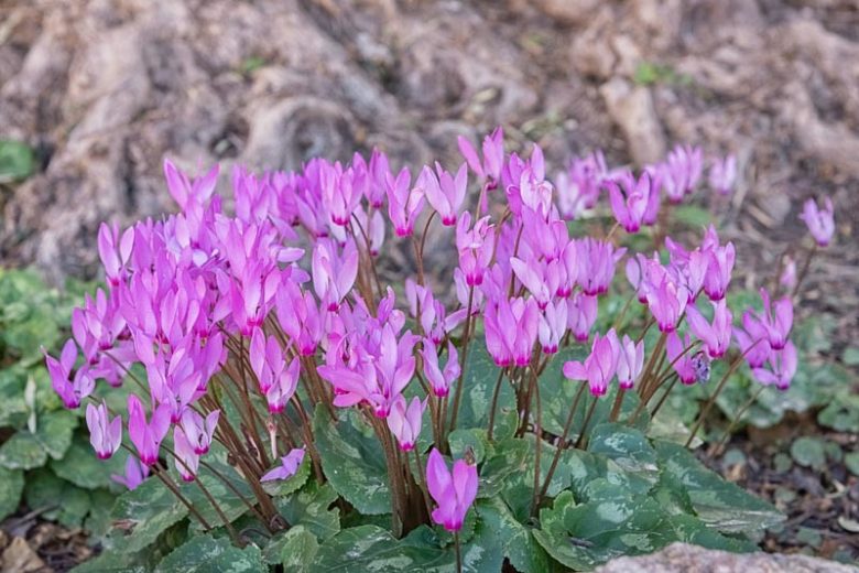 Cyclamen persicum, Persian Cyclamen, Cyclamen latifolium, Florists Cyclamen, Pink Cyclamen, White Cyclamen, Red Cyclamen, Purple Cyclamen