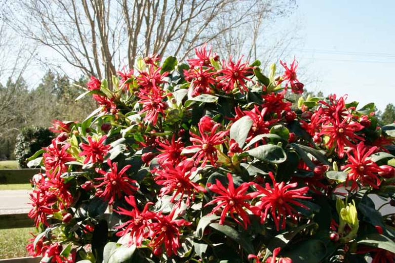Illicium floridanum Miss Scarlett®, Florida Anise Miss Scarlett®, Purple Anise Miss Scarlett®, Florida Aniseed Tree  Miss Scarlett®, Illicium floridanum 'JCJC'