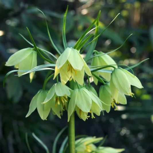Fritillaria raddeana, Spring Flowers, mid Spring bloom, late Spring bloom, Green Flowers