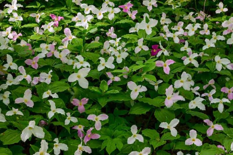 Trillium grandiflorum f. roseum, Pink Trillium, Rose-colored Wake-Robin