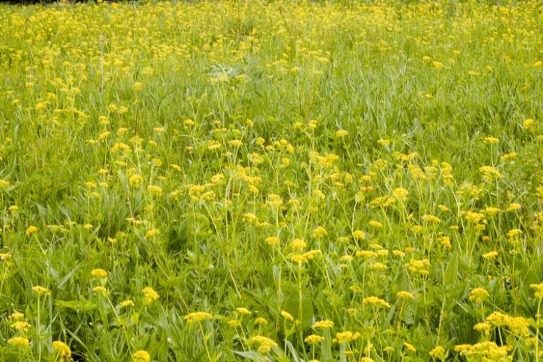 Zizia aurea, Golden Zizia, Golden Alexanders, Yellow Flowers, Yellow Perennials