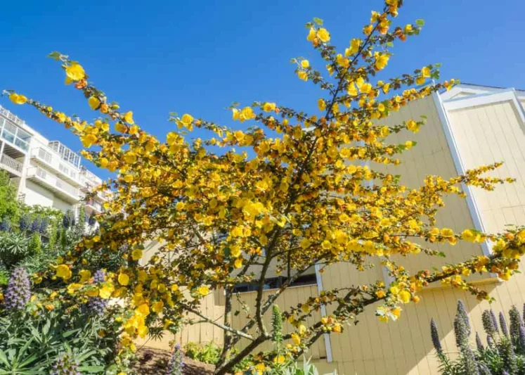 Fremontodendron californicum, California Flannelbush, California Fremontia, Flannel Bush, Yellow Flowers