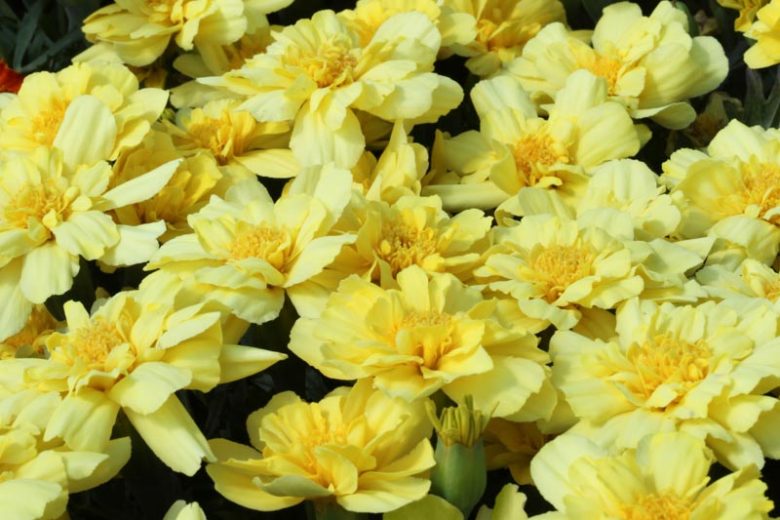 Tagetes Patula Alumia™ Vanilla Cream, French Marigold Alumia™ Vanilla Cream, Dwarf MarigoldAlumia™ Vanilla Cream, Yellow Marigolds, Summer Flowers