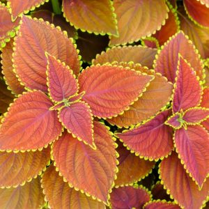 Coleus, Annual Plants, Coleus Plant, Coleus Flower, Shade Plant, Coleus scutellarioides, Plectranthus scutellarioides, Solenostemon scutellarioides