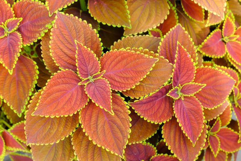 Coleus, Annual Plants, Coleus Plant, Coleus Flower, Shade Plant, Coleus scutellarioides, Plectranthus scutellarioides, Solenostemon scutellarioides