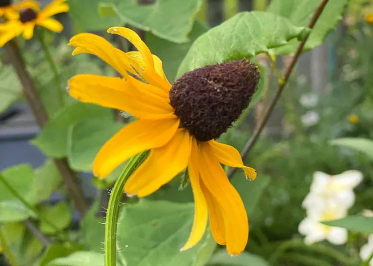 Rudbeckia maxima, Giant Coneflower, Great Coneflower, Giant Brown-eyed Susan, Cabbage Coneflower, Tall Coneflower, Tall Rudbeckia