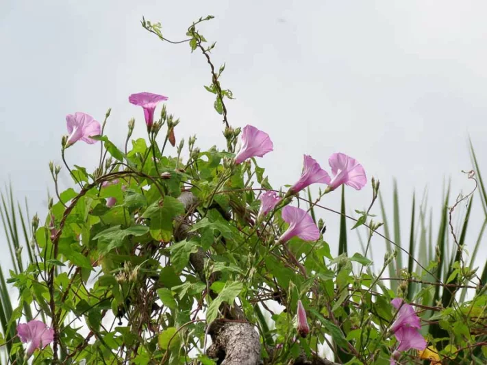 Ipomoea cordatotriloba, Tievine, Tie Vine, Pink Morning Glory, Coastal Morning Glory, Purple Bindweed, Perennial Vine, Native Florida Vine, Purple Flowers, Florida Native Plants, Florida Native Vines