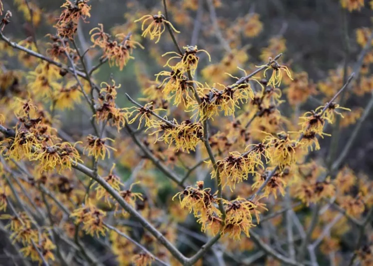 Hamamelis x Intermedia 'Vesna', Witch Hazel 'Vesna', Chinese Witch Hazel 'Vesna', Hamamelis x intermedia 'Vezna', Orange Flowers, Orange Witch Hazel,