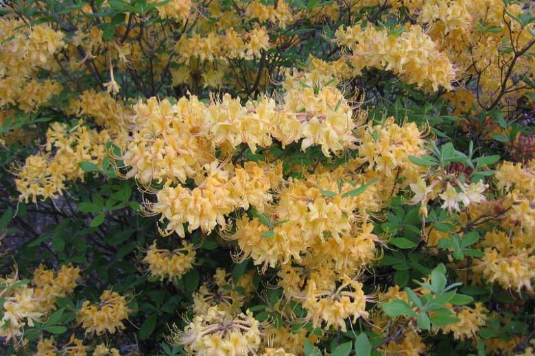 Rhododendron Austrinum, Florida Flame Azalea, Southern Yellow Azalea, Honeysuckle Azalea, Orange Azalea, Early Midseason Azalea, Fragrant Azalea, Fragrant Rhododendron, Yellow Azalea, Yellow Rhododendron, Yellow Flowering Shrub