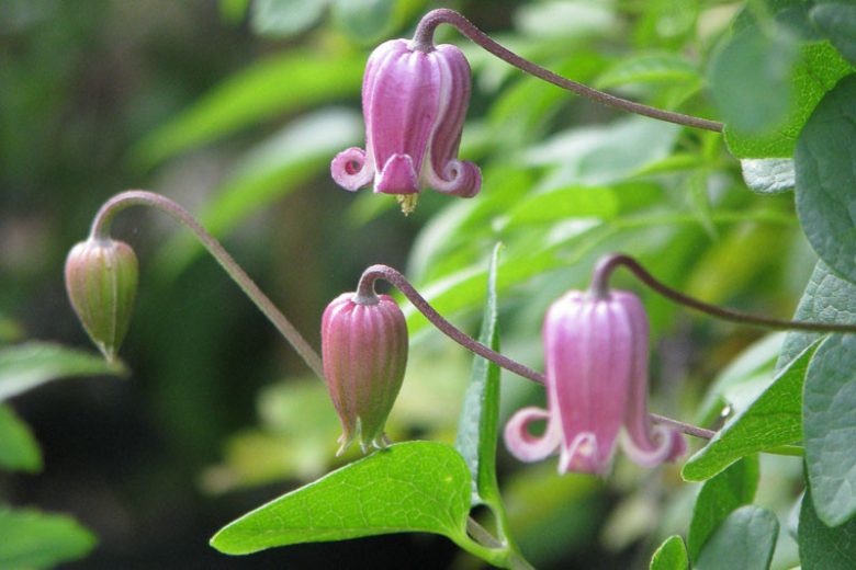Clematis viorna, Vasevine, Leatherflower, Blue Virgin's Bower, Leather Flower, Vase Vine, Bluebill, group 3 clematis, Purple Flowers