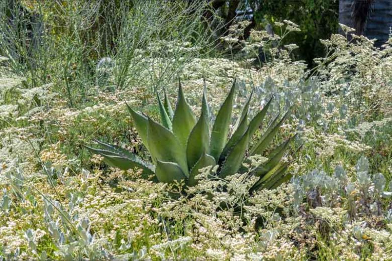 Eriogonum giganteum,  St. Catherine's Lace, California Native Plant, Evergreen Shrub