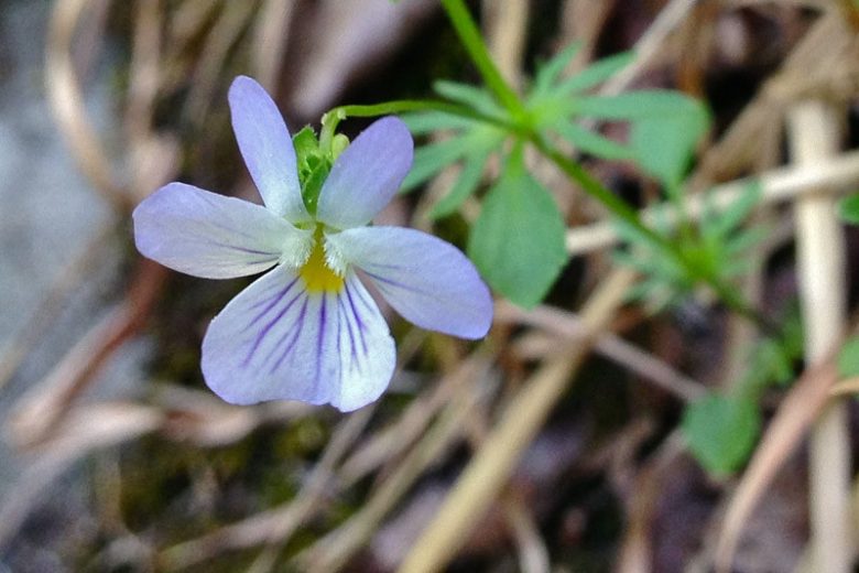 Viola bicolor,Field Pansy, Wild Pansy,  American Field Pansy, Johnny Jump Up, Johnny Jump-Up, Johnny Jump-up Violet,, Shade plants, shade perennial, violet flowers, plants for shade