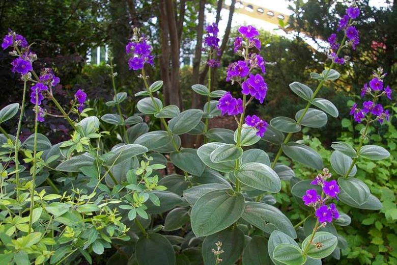 Tibouchina heteromalla, Silver Leafed Princess Flower, Glory Bush, Brazilian Spider Flower, Flowering Shrub, Purple Flowers