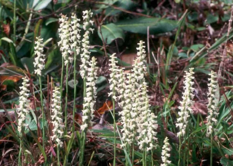 Spiranthes cernua, Nodding Ladies'-tresses, Ladies'-tresses, Nodding Lady's Tresses, Ibidium cernuum, Bog Orchid, Hardy Orchid