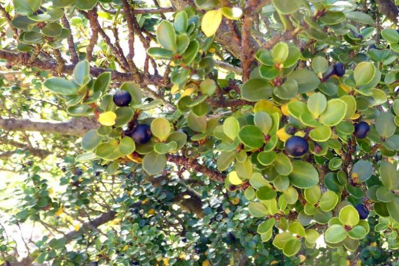 Ilex crenata, Japanese Holly, Boxleaf Holly 'Sky Pencil', Box-leaved Holly, evergreen shrub, Black Berries, Blue Berries