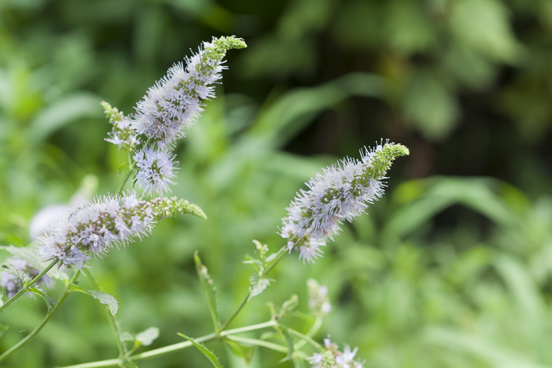 Mentha, Mint, Peppermint, Spearmint, Apple Mint, Culinary Herb, Garden Herb