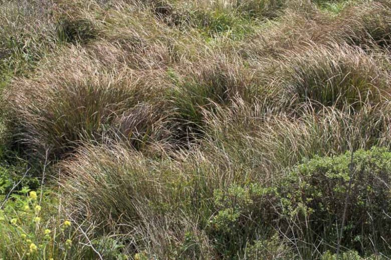Calamagrostis nutkaensis, Nootka Reed Grass, Pacific Reedgrass, Nootka Reedgrass, Pacific Reed Grass, California Native Plants