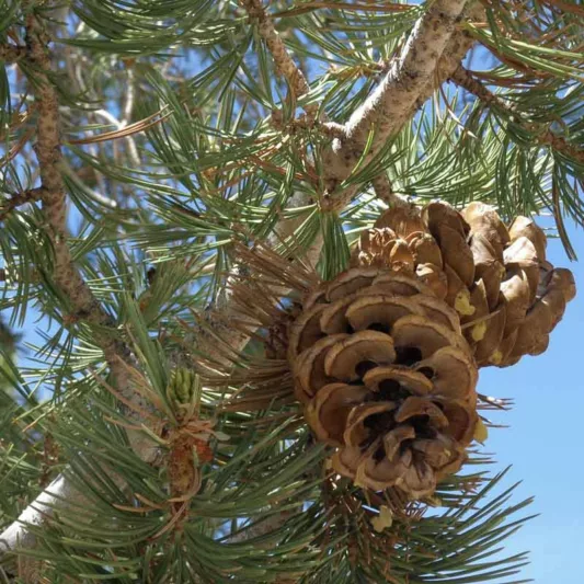 Pinus flexilis, Limber, Evergreen Conifer, Evergreen Shrub, Evergreen Tree,
