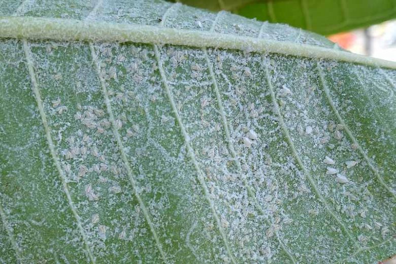Whitefly, Whiteflies
