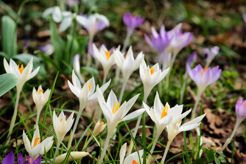 Crocus Tommasinianus 'Albus', Crocus 'Albus', Early Crocus, Botanical Crocus, Snow Crocus, Lilac Tommy, White Crocus, Spring Bulbs, Spring Flowers, early spring bulb, late winter blooming bulb