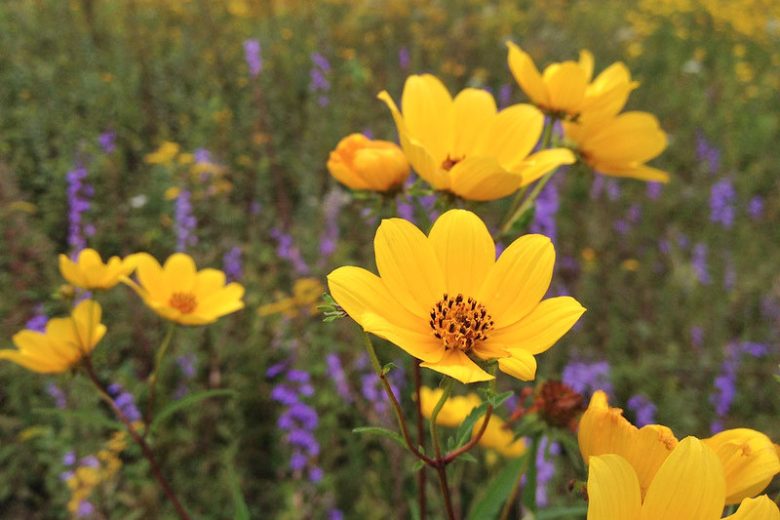 Bidens aristosa, Bearded Beggarticks, Tickseed Sunflower, Bur Marigold, Long-Bracted Beggarticks, Long-Bracted Tickseed Sunflower, Swamp Marigold, Tick Seed, Tickseed Beggarticks, Tickseed Sunflower, Western Tickseed, Yankee Lice,