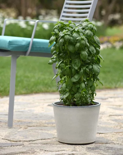 Ocimum basilicum 'Everleaf Emerald Towers', Everleaf Emerald Towers Basil, Sweet Basil