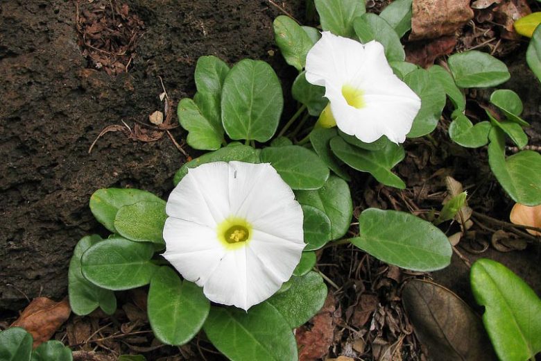 Ipomoea imperati, Beach Morning-glory, Beach Morning Glory, Ipomoea stolonifera, Perennial Vine, Native Florida Vine, White Flowers