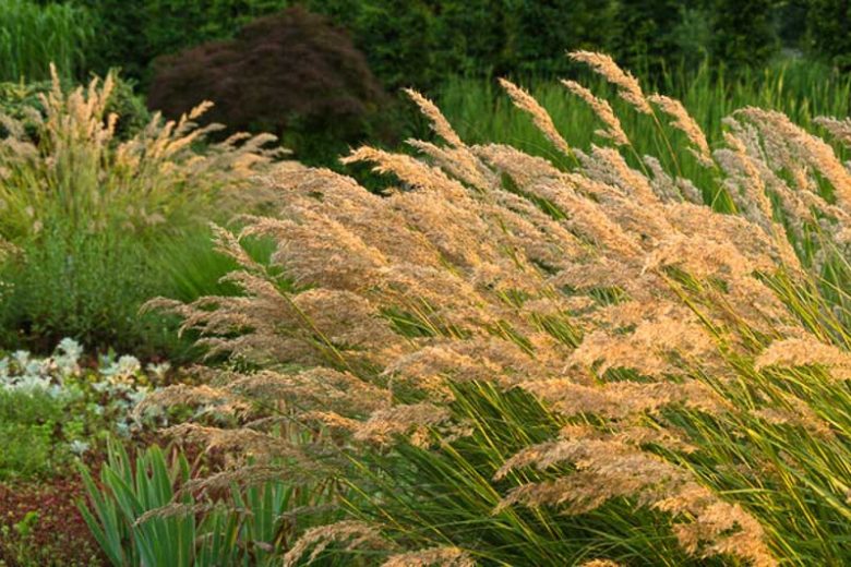 Stipa Calamagrostis, Achnatherum calamagrostis, Rough Feather Grass, Spear Grass, Needle Grass, Silver Spike Grass, Pheasant Tail Grass