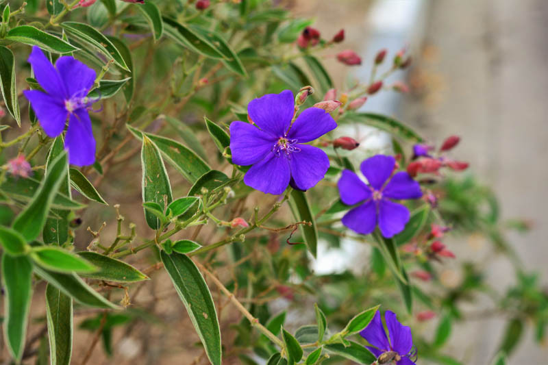 Tibouchina, Princess Flower, Lasiandra, Purple Glory Bush, Pleroma, Purple Glory Tree, Silver Leafed Princess Flower, Glory Bush, Brazilian Spider Flower, Purple Flowers