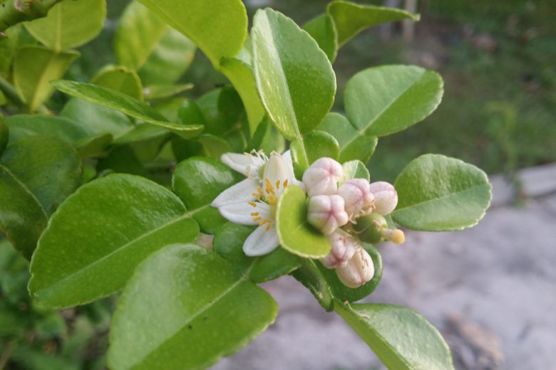 Citrus hystrix, Thai Lime, Kaffir Lime, Kieffer Lime, Mauritius Papeda, Leech Lime, Makrut Lime, Combavas, Wild Lime