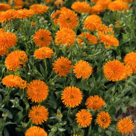 Calendula  officinalis 'Orange Porcupine', Pot Marigold Orange Porcupine, English Marigold Orange Porcupine, Orange Calendula, Orange Pot Marigold, Orange Marigold