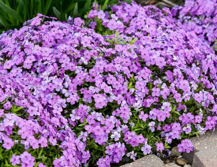 Phlox Purple Sprite, Creeping phlox Purple Sprite, Spring Phlox Purple Sprite, Purple Phlox, Purple flowers