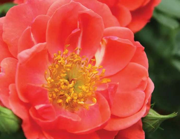 Rose Oso Easy Mango Salsa, Rosa Oso Easy Mango Salsa, Oso Easy Mango Salsa Rose, Shrub Roses, Rose bushes, Garden Roses, Rosa 'ChewperAdventure', Orange Roses, Orange Flowers, Groundcover Rose