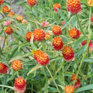 Gomphrena haageana, Globe Amaranth, Rio Grande Globe Amaranth, Red Globe Amaranth, Red Bachelor's Button, Red Globe Flower, Red Globe Everlasting