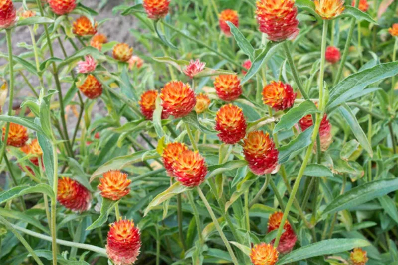 Gomphrena haageana, Globe Amaranth, Rio Grande Globe Amaranth, Red Globe Amaranth, Red Bachelor's Button, Red Globe Flower, Red Globe Everlasting
