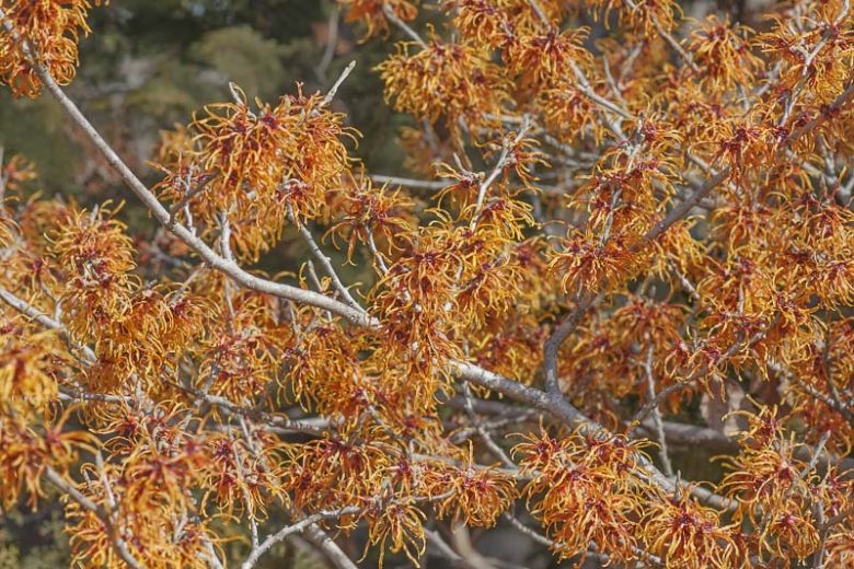Hamamelis x Intermedia 'Jelena', Witch Hazel 'Jelena', Chinese Witch Hazel 'Jelena', Hamamelis x intermedia 'Copper Beauty', Witch Hazel 'Copper Beauty', Orange Flowers, Orange Witch Hazel