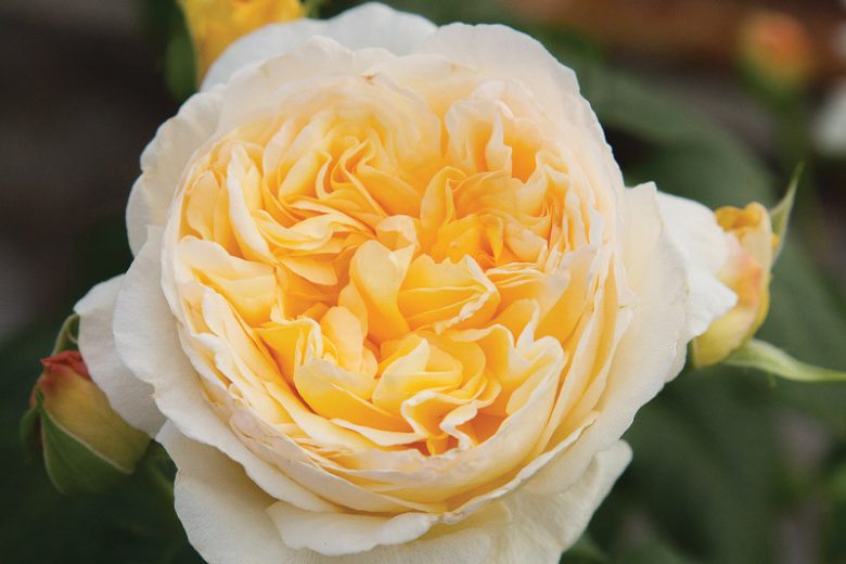 Rosa Moonlight Romantica, Rose Moonlight Romantica®, Rosa 'Meikaquinz', Hybrid Tea Roses, Shrub Roses,  Yellow roses, Yellow Hybrid Tea Roses,  Landscape Roses